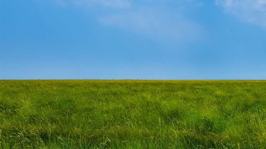 Flachwarze: Flaches Land mit grünem Gras und blauem Himmel